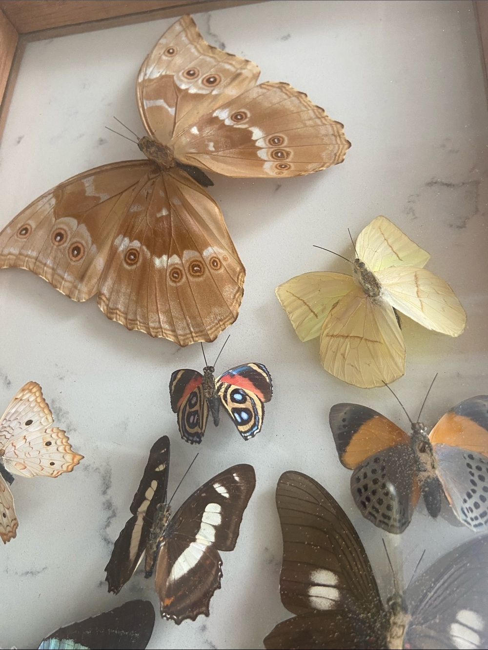 Vintage Real Butterfly Specimen Shadow Box Blue Morpho Wood Frame - Picture 8 of 12